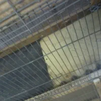 قفس|لوازم جانبی حیوانات|اصفهان, مولوی|دیوار