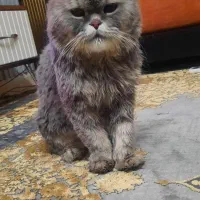 گربه اسکاتیش