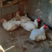 مرغ گوشتی