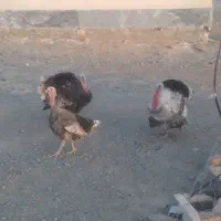 هر سه تای ۶ میلیون تومان میلیون تومان