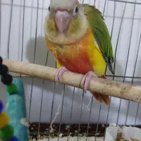 جوجه گرینچیک تازه دون خور