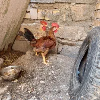 خروس محلی  درجه یک