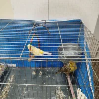 پرنده قناری|پرنده|چهاردانگه (تهران), |دیوار