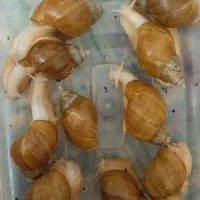 حلزون آچاتینا البینو|خزنده|همدان, |دیوار