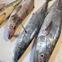 انواع ماهی تازه ارسال از بوشهر