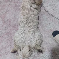 سگ پا کوتاه شیتزو