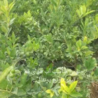 تولیدمرکبات جنوب نهال زغال اخته درخت یاس هلندی|خدمات باغبانی و درختکاری|قم, تعویض پلاک|دیوار