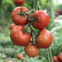 فروش گلخانه