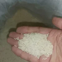 برنج هاشمی درجه یک