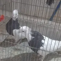 طوقی|پرنده|قنوات, |دیوار