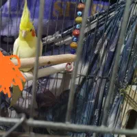 عروس هلندی نر آماده