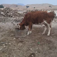 گاو وگوساله