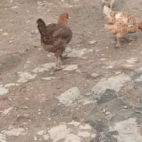 مرغ وخروس فروشی