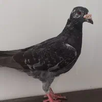 چندتا کبوتر پرشی شهرستانی