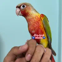 گرینچیک فول رام و اهلی