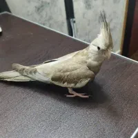 عروس هلندی وایت فیس|پرنده|بروجرد, |دیوار