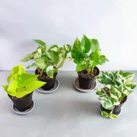 گل آپارتمانی باکیفیت و پک‌های اقتصادی
