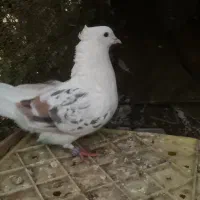 پشتی پشت سور|پرنده|کهنوج, |دیوار