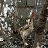 مرغ لاری اوشامو