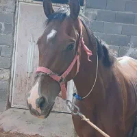 اسب فروشی|اسب و تجهیزات اسبسواری|تربتحیدریه, ده پائین|دیوار