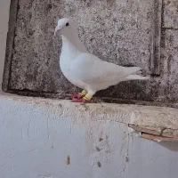 کفتر کبوتر پلاکی بیرونی