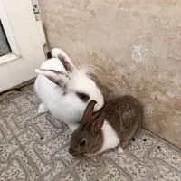 خرگوش کاملا سالم وبازیگوش|موش و خرگوش|ارومیه, |دیوار