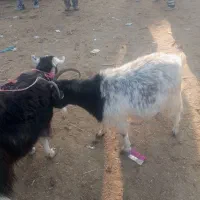 دوتا ماده بز چاق|حیوانات مزرعه|گنبد کاووس, |دیوار