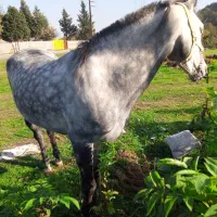 فروش اسب نریان۵سال|اسب و تجهیزات اسب‌سواری|نوشهر, |دیوار