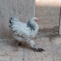 جوجه برهما ۶ ماهه اصیل