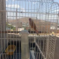 قناری سرخ شتری|پرنده|شیراز, بید زرد|دیوار