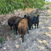 میش شیشک قوچ