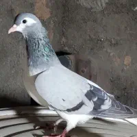 کفتر