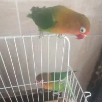 کوتوله مولد