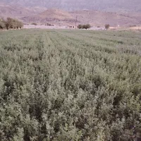 بذر یونجه رنجر|خدمات باغبانی و درختکاری|شیراز, ارم|دیوار