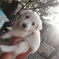 شیتزو تریر|سگ|سنگر, |دیوار