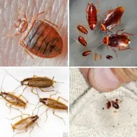 سمپاشی سوسک