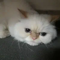 گربه ماده پرشین