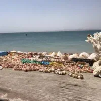 قشم فوری فوری فوری ۱۸ آذر حرکت