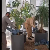 خاک باغچه گل مخلوط خاک سرندی ماسه بادی**کل شیراز *|خدمات باغبانی و درختکاری|شیراز, قصرالدشت|دیوار