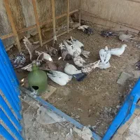 کبوتر کفتر فروشی