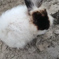 یک جفت خرگوش|موش و خرگوش|گنبد کاووس, |دیوار