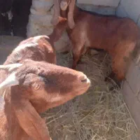 دوعددبز|حیوانات مزرعه|آسارا, |دیوار