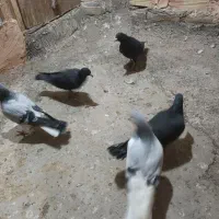 کبوتر کفتر..|پرنده|سبزوار, گلشن|دیوار