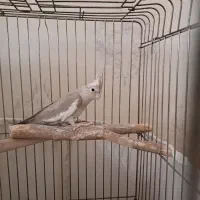 عروس هلندی نسکافه ای رنگ خاص