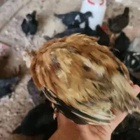 نیمچه مرغ و خروس|حیوانات مزرعه|آبادان, |دیوار