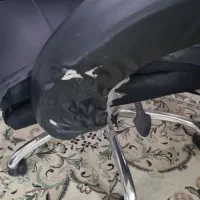 صندلی مدیریت|مبلمان اداری|قم, عمار یاسر|دیوار