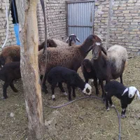 گوسفند