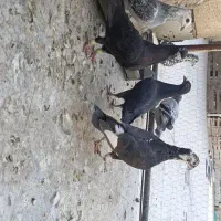 کبوتر پلاکی گوره سینه سپید زاغ