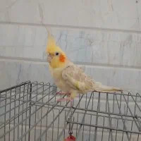 عروس هلندی نر
