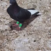ماده اشعل پا بلند